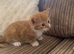 3 British short hair kittens