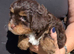 2 LEFT!! TINY TOY MALTIPOO’S Health tested parents