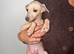 *2 Boys Ready To Leave Now * KC Italian Greyhound Puppies