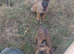 Belgium malinois puppies