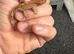 Baby crested gecko and full set up