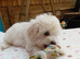 ready to leave*Genetically health tested maltipoo Maltipoo