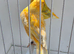 BEAUTIFUL PROVEN PAIR YELLOW ISABEL RED EYES