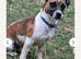 Min jack russle puppies