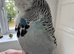 Super Tame Male Exhibition Budgie & Cage