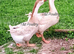 Pair Buff African Geese