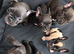 Beautiful French bulldogs
