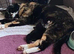 Stunning Kittens Ready for Loving Homes