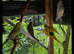 Budgies
