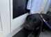 7 month old Labrador