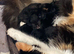 Calico kittens