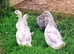 Swedish Ducklings/Ducks 2026 hatch