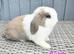 Baby mini lops