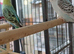 Pair of young budgies