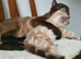 Ragdoll kitten