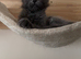 Maine Coon kittens
