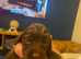 Cocker spaniel puppies