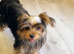 Yorkshire Terrier puppies available from Licensed Breeder.