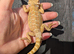 Bearded dragon babies