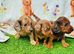 Long haired miniature dachshund