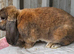 Pure French lop buck