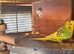 2 breeding pairs of budgies with cage