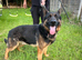 Max - 5-Year-Old KC Registered German Shepherd | Champion Bloodline