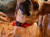 Beautiful Chugs looking for separate homes.