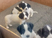 KC reg springer spaniel pups