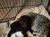Toy Cavapoo Puppies