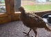 Ringneck pheasant chicks