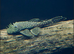 Fish for sale