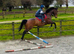 Louie 5 year old thoroughbred