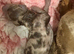 Gorgeous Isabella Dapple Miniature Dachshunds
