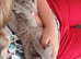 Beautiful bsh kitten