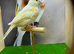 Dimorphic canary female
