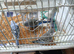 Baby budgies