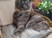 Tica registered black smoke mainecoon