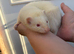 Ferret kits 1/2 micro hobs 10 weeks