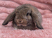 Mini lops