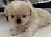 Pekingese puppy's male/female