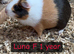 Guinea pigs