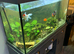 Fluval shaker and Xl goldfish