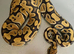 Various Royal pythons