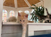 France TICA bloodlines PURE Maine Coon Kittens. Delivery available!!