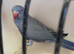 Violet Blue Indian Ringneck Hen for sale