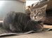 British shorthair x Scottish straight for rehome
