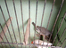 2 zebra hens for sale
