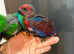 Stunning Baby Hand Rearing Eclectus Parrot
