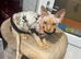 Male Sphynx